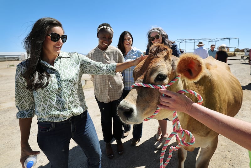 Salt Lake County Council member Dea Theodore pets a heifer at Nye Dairy in Delta.